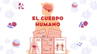 Frashcards del Cuerpo Humano